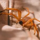 Business 5 image PEST CONTROL RINGWOOD Pest Inspection in Ringwood VIC