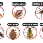 Business 1 image PEST CONTROL RINGWOOD Pest Control in Ringwood South VIC
