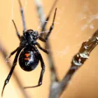 Business 3 image PEST CONTROL SUBIACO Pest Inspection in Subiaco Plb WA