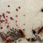 Business 4 image PEST CONTROL SUBIACO Pest Inspection in Subiaco Plb WA