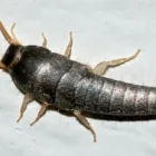 Business 5 image PEST CONTROL SUBIACO Pest Inspection in Subiaco Plb WA