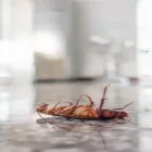 Business 1 image PEST CONTROL SYDNEY Pest Control in Sydney NSW