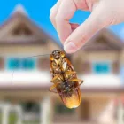 Business 3 image PEST CONTROL SYDNEY Home Pest Control in Sydney NSW