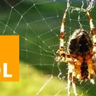 Business 2 image PEST CONTROL SYDNEY Pest Control in Sydney NSW