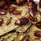 Business 2 image PEST CONTROL SYDNEY Pest Inspection in Sydney NSW