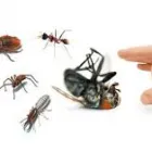 Business 2 image PEST CONTROL TOOWOOMBA Pest Control in Toowoomba QLD