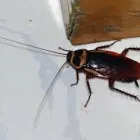 Business 5 image PEST CONTROL TOOWOOMBA Pest Control in Toowoomba QLD