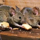 Business 8 image PEST CONTROL TOOWOOMBA Pest Control in Toowoomba QLD