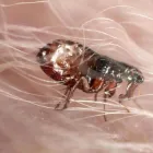 Business 10 image PEST CONTROL TOOWOOMBA Pest Control in Toowoomba QLD