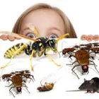 Business 1 image PEST CONTROL TRANMERE Pest Control in Tranmere TAS