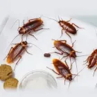 Business 2 image PEST CONTROL TRANMERE Pest Control in Tranmere TAS