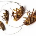Business 3 image PEST CONTROL TRANMERE Pest Control in Tranmere TAS