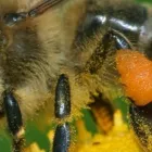 Business 3 image PEST CONTROL WERRIBEE Pest Control in Werribee VIC