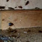 Business 4 image PEST CONTROL WERRIBEE Pest Control in Werribee VIC