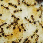 Business 1 image PEST CONTROL WOOLLAHRA Pest Control in Woollahra NSW