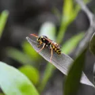 Business 4 image PEST CONTROL WOOLLAHRA Pest Control in Woollahra NSW