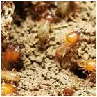 Business 4 image PEST INSPECTION HOBART Pest Control in Hobart TAS