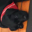 Business 1 image PET MEDICAL MILSONS POINT Veterinarian in Milsons Point NSW