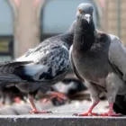 Business 1 image PETES PEST CONTROL TOOWOOMBA Pest Control in Toowoomba QLD