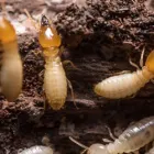 Business 4 image PETES PEST CONTROL TOOWOOMBA Pest Control in Toowoomba QLD