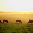 Business 1 image PHOENIX BY AGDATA Software in Toowoomba QLD