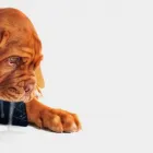 Business 1 image PHONE GLASS REPAIR Mobile Phone Repairs & Service in Kensington Park SA