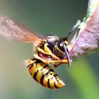 Business 4 image PIGEON PEST CONTROL - BUG FREE PEST CONTROL Pest Control in Yagoona NSW