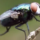 Business 5 image PIGEON PEST CONTROL - BUG FREE PEST CONTROL Pest Control in Yagoona NSW