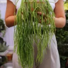 Business 3 image PLANT BY PACKWOOD Terrarium Plants in Fitzroy VIC