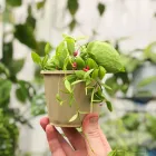 Business 6 image PLANT BY PACKWOOD Terrarium Plants in Fitzroy VIC