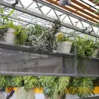 Business 7 image PLANT BY PACKWOOD Terrarium Plants in Fitzroy VIC