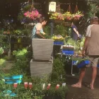 Business 1 image PLANTS ON MAIN Scones in Scone NSW