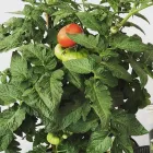 Business 2 image PLANTS ON MAIN Scones in Scone NSW