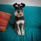 Business 2 image POOCHIE MAMA DOG GROOMING Pet Groomers in Beaumaris VIC