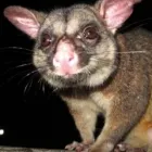Business 1 image POSSUM REMOVAL ADELAIDE quality pest control in Adelaide SA