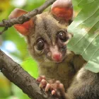 Business 1 image POSSUM REMOVAL IN PERTH Pest Control in Perth WA