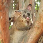Business 2 image POSSUM REMOVAL IN PERTH Pest Control in Perth WA
