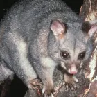Business 3 image POSSUM REMOVAL IN PERTH Pest Control in Perth WA