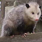 Business 5 image POSSUM REMOVAL IN PERTH Pest Control in Perth WA