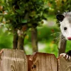 Business 6 image POSSUM REMOVAL IN PERTH Pest Control in Perth WA