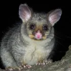 Business 7 image POSSUM REMOVAL IN PERTH Pest Control in Perth WA
