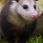 Business 1 image POSSUM REMOVAL MELBOURNE Pest Control in Melbourne VIC