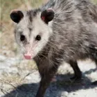 Business 1 image POSSUM REMOVAL PERTH Pest Control in Perth WA
