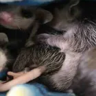 Business 2 image POSSUM REMOVAL PERTH Pest Control in Perth WA