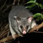 Business 5 image POSSUM TREATMENT SYDNEY Pest Control in Sydney NSW