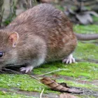 Business 2 image PROFESSIONAL PEST CONTROL MELBOURNE Pest Control in Melbourne VIC