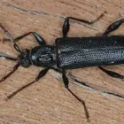 Business 3 image PROFESSIONAL PEST CONTROL MELBOURNE Pest Control in Melbourne VIC