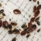 Business 3 image PROFESSIONAL PEST CONTROL SYDNEY Pest Management in Sydney NSW