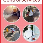Business 1 image PRUDENT PEST CONTROL Wasp Nest Removal in Melbourne VIC