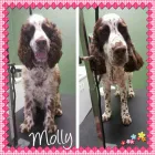 Business 2 image PUPPY LOVE VIC Pet Care Services in Northcote VIC